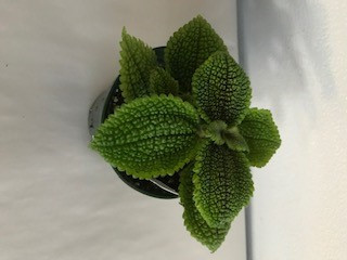4" POTTED PILEA MOON VALLEY