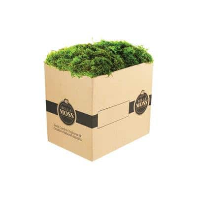 MOSS Bella preserved forest green