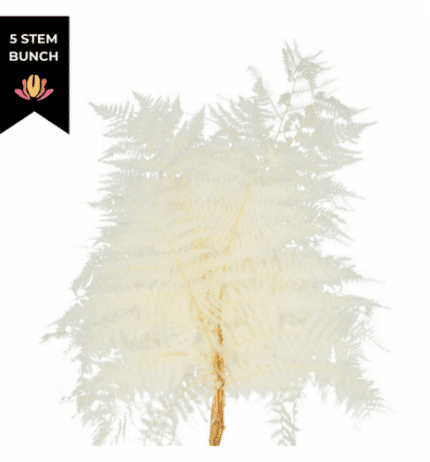 Dried Bracken Fern Bleached (x5 stems) holl