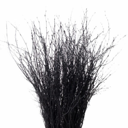 Betula Pendula Black holl