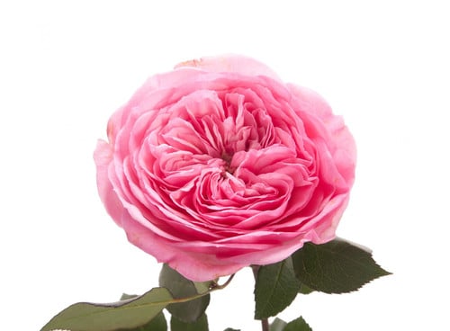 91792c88-b7cb-44af-af80-c20ac948621c.jpg Rose Grdn Mariatheresa (12stm) - Image 1