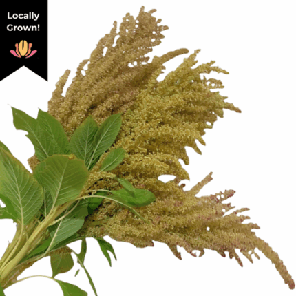 Amaranthus Champagne cramer