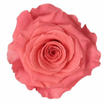 Rose Amsterdam 50cm rprima