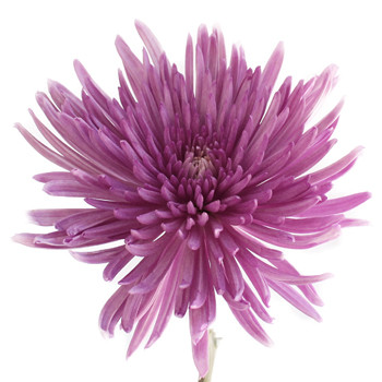 Fugi deli purple tinted sam
