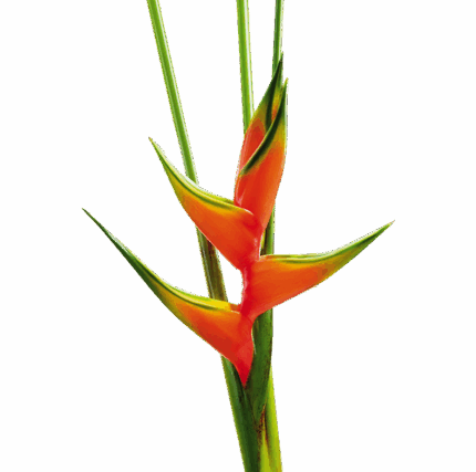 Heliconia Bihai holl(STEM)