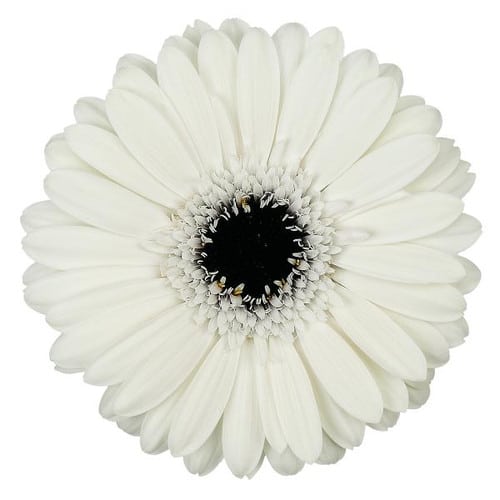 919829b2-fa90-494b-85b2-48c28d0bca15.jpg Germini Domino can. white - Image 1