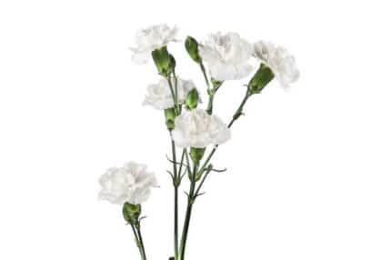 CarnMini White cont.