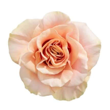 Rose Phoenix 60cm rprima