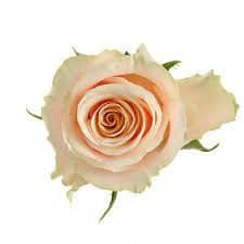 Rose Charmont holl (10st)