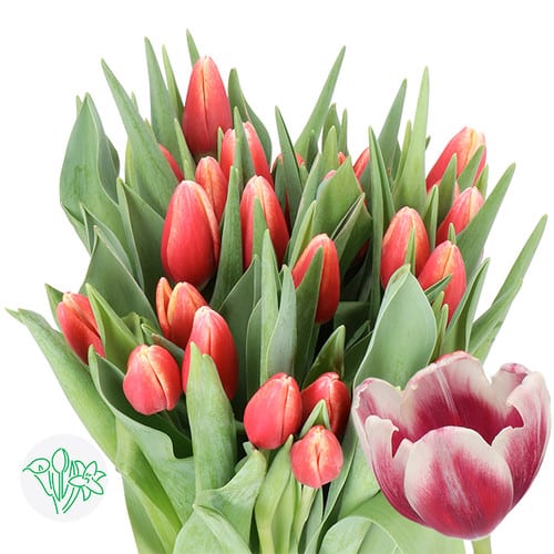 91bf4dd1-37ae-431d-baf0-b206cfce7184.jpg Tulip Red White tip holl - Image 1