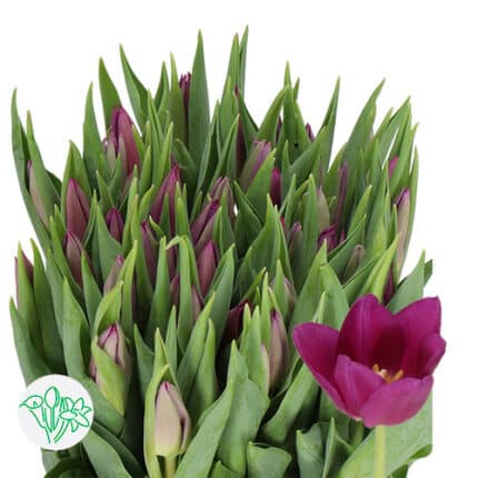 Tulip Laptop holl