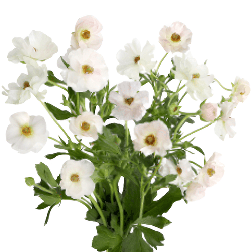 91d13baf-c69e-4254-9d9b-3762d1b0ae56.png Ranunculus Magical Mascarpone - Image 1