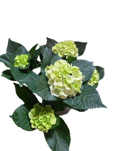 6" Hydrangea Green