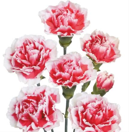 CarnMini Scarlet bmark