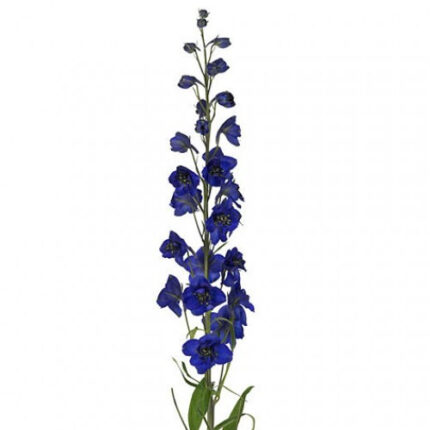 Delph Royal DkBlue Belladonna 100cm