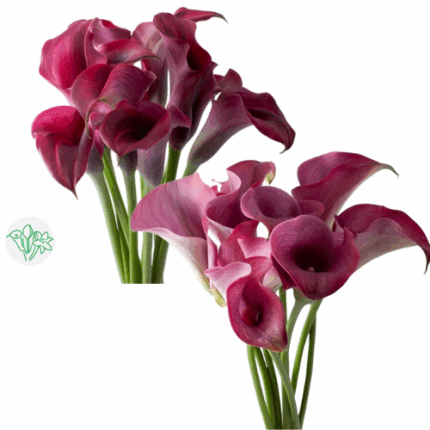 Calla Captain Promise&Rudolph