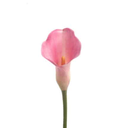 Calla MedPink holl