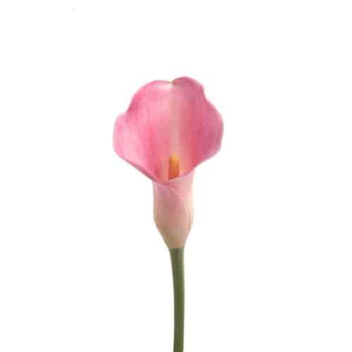 91e45152-039b-4790-9cf1-29c1d3b4ebdf.jpg Calla MedPink holl - Image 1