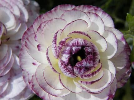 Ranunculus Striato Purple&Whit