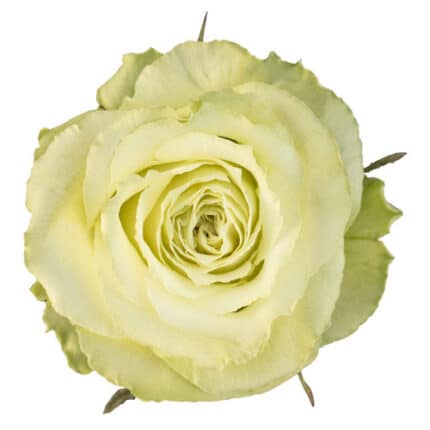Rose Limonade 50cm priv coll rprima