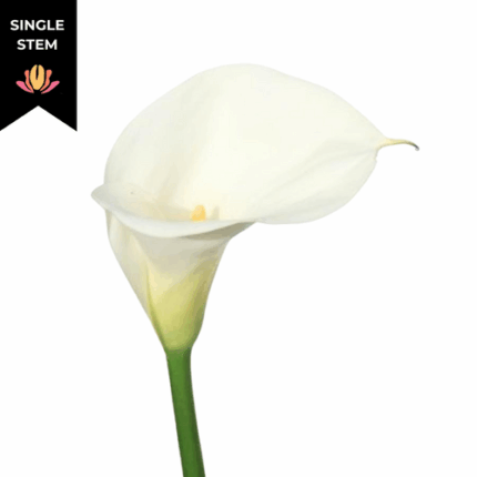 Calla White Magnum continental (stem)