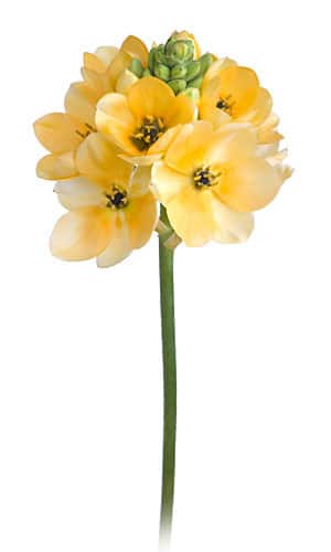 Star of Beth Hybrid Peach s.v.