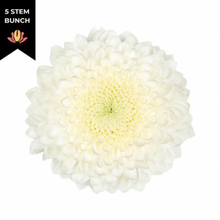 Mum Disbud Ball White sole(5st