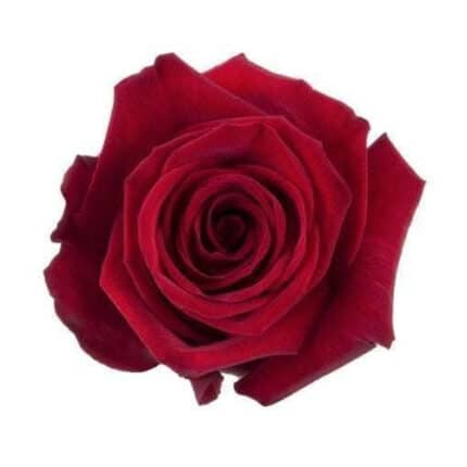 Rose Finally 70cm ecuanros