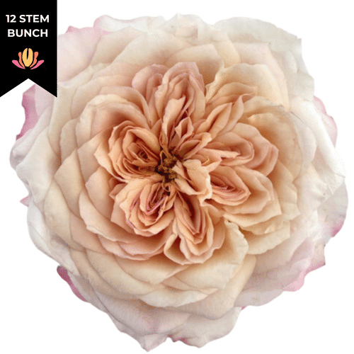 921f02e1-1951-43d9-b08a-84accca5b253.png Rose Gdn Miyabi Bi-Pink Peach - Image 1