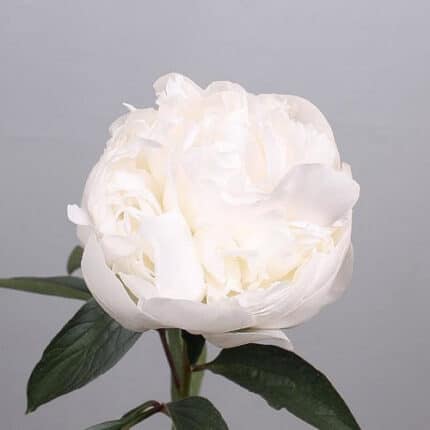 Peony Mme Claude Tain holl