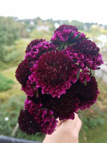 Scabiosa Plum fresca