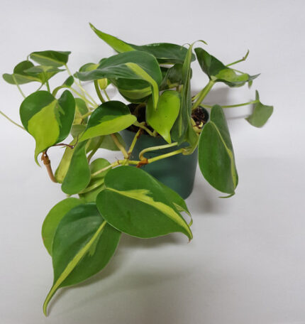 4" POTTED VARG. PHILO