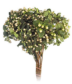 Hypercium Magical Ivory bella