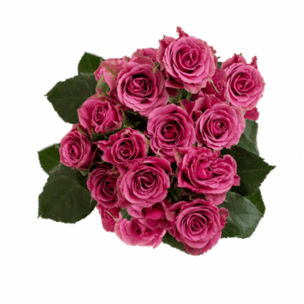 RoseSpray Purple Jewel tessa
