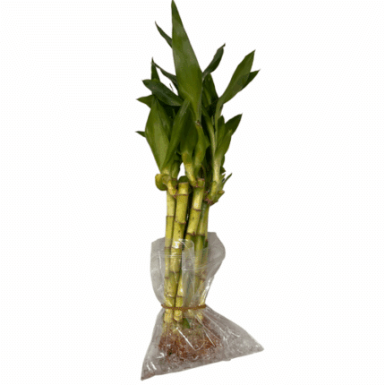 Lucky Bamboo Sticks 5-6in 10st