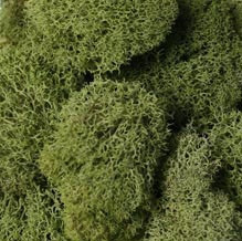 REINDEER MOSS SPRING GREEN