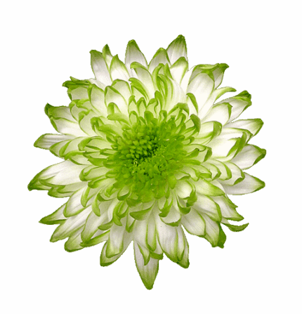 Mum Cremon Zembla b.mark