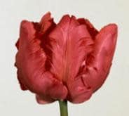 TULIPS v.d. erna lindgren
