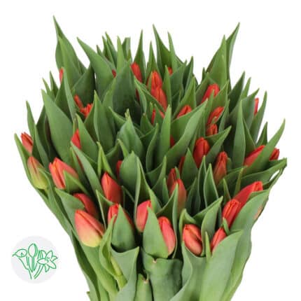 Tulip Eur Chic holl