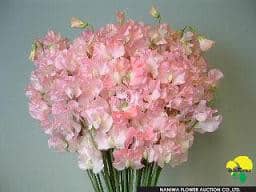 Sweet pea lt pink jap