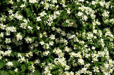 Jasmine pink regional