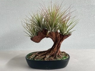 5" Tillandsia Bonsai Tree
