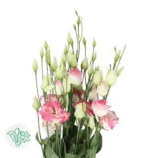 Lisianthus Dbl Croma Bridal Ki
