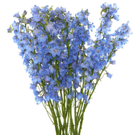 Delph Light Blue 90cm Valleflo