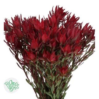 Leucadendron Red paradise
