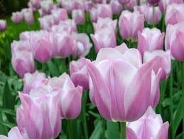 Tulip dream maid holl(lav)