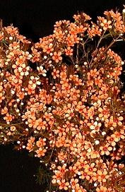 Waxflower org s.diego
