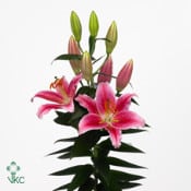 Lily Calvados 2+(8case)holl