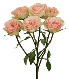 Rose Chablis 50cm rfi