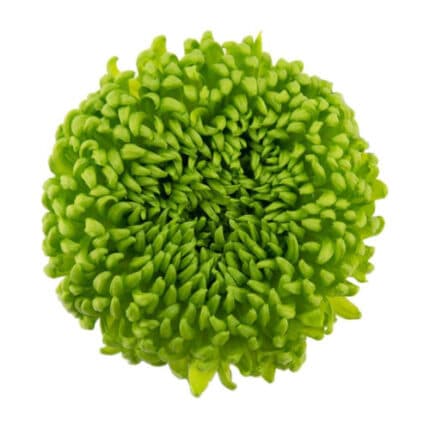 Mum Disbud Button Green cont